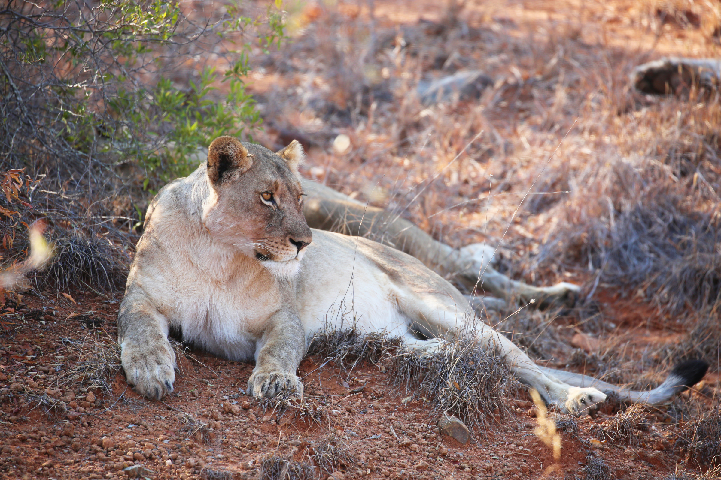karongwe private game reserve (4).webp